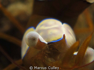 Shrimp snapped west of Milo's Reef, Dili. by Marcus Culley 